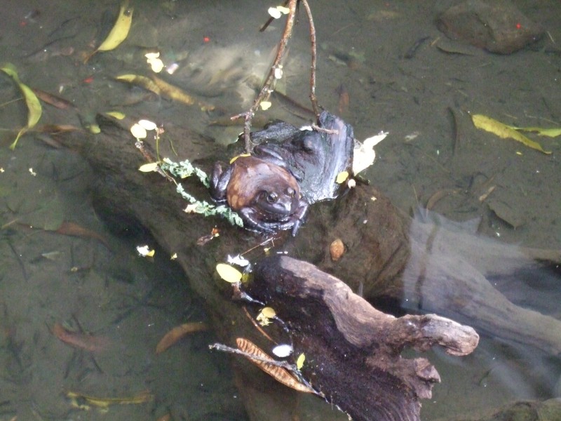 Mauritius 2010 - 0322 